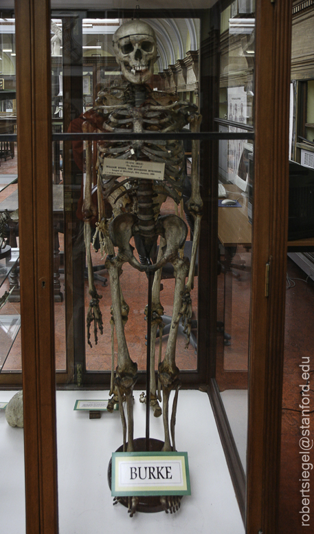 museum of anatomy
